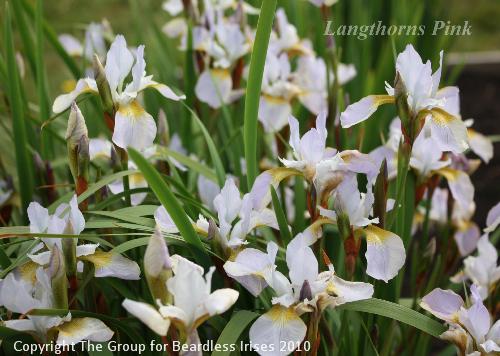 Langthorns Pink 6.5 (3)